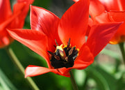 Tulipa Lizzy Bulbs