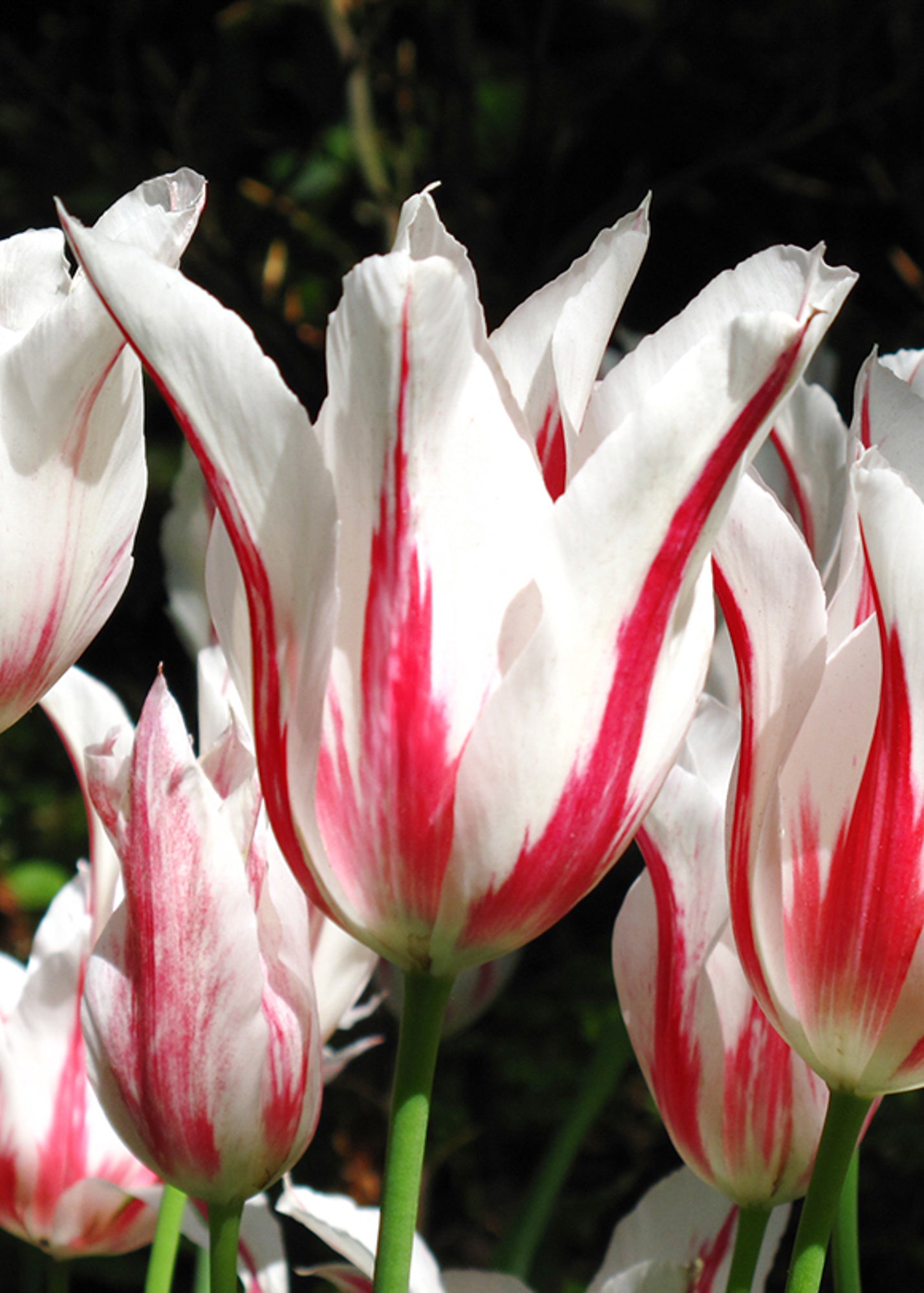Tulipa Marilyn Bulbs