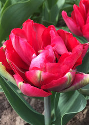 Tulipa Promiss Bulbs