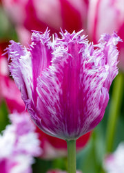 Tulipa Purple Circus Bulbs