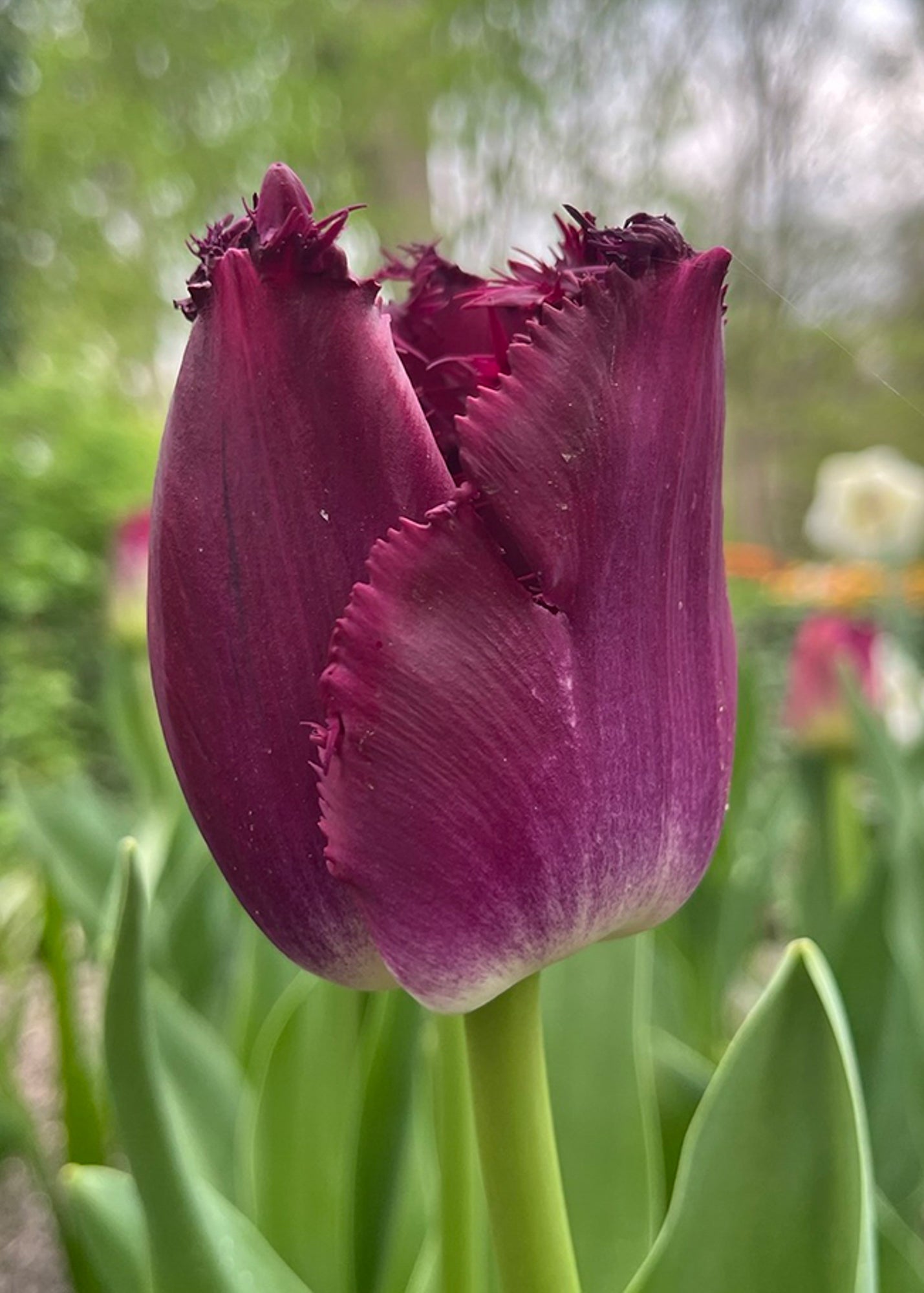 Tulipa Purple Crystal Bulbs