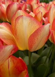 Tulipa Spryng Sunrise Bulbs