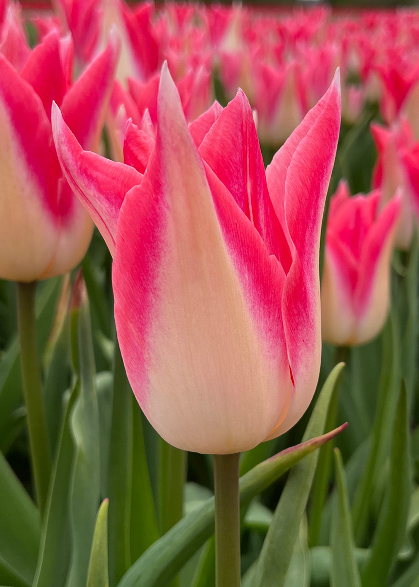 Tulipa Strawberry Romanoff Bulbs