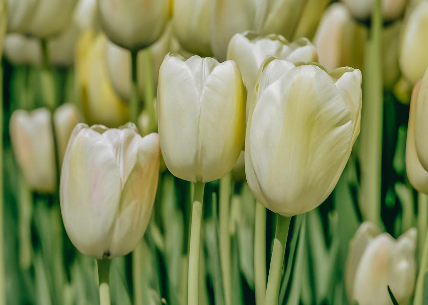 Taylors Bulbs Tulipa Francoise Bulbs