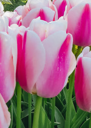 Tulipa Ollioules Bulbs