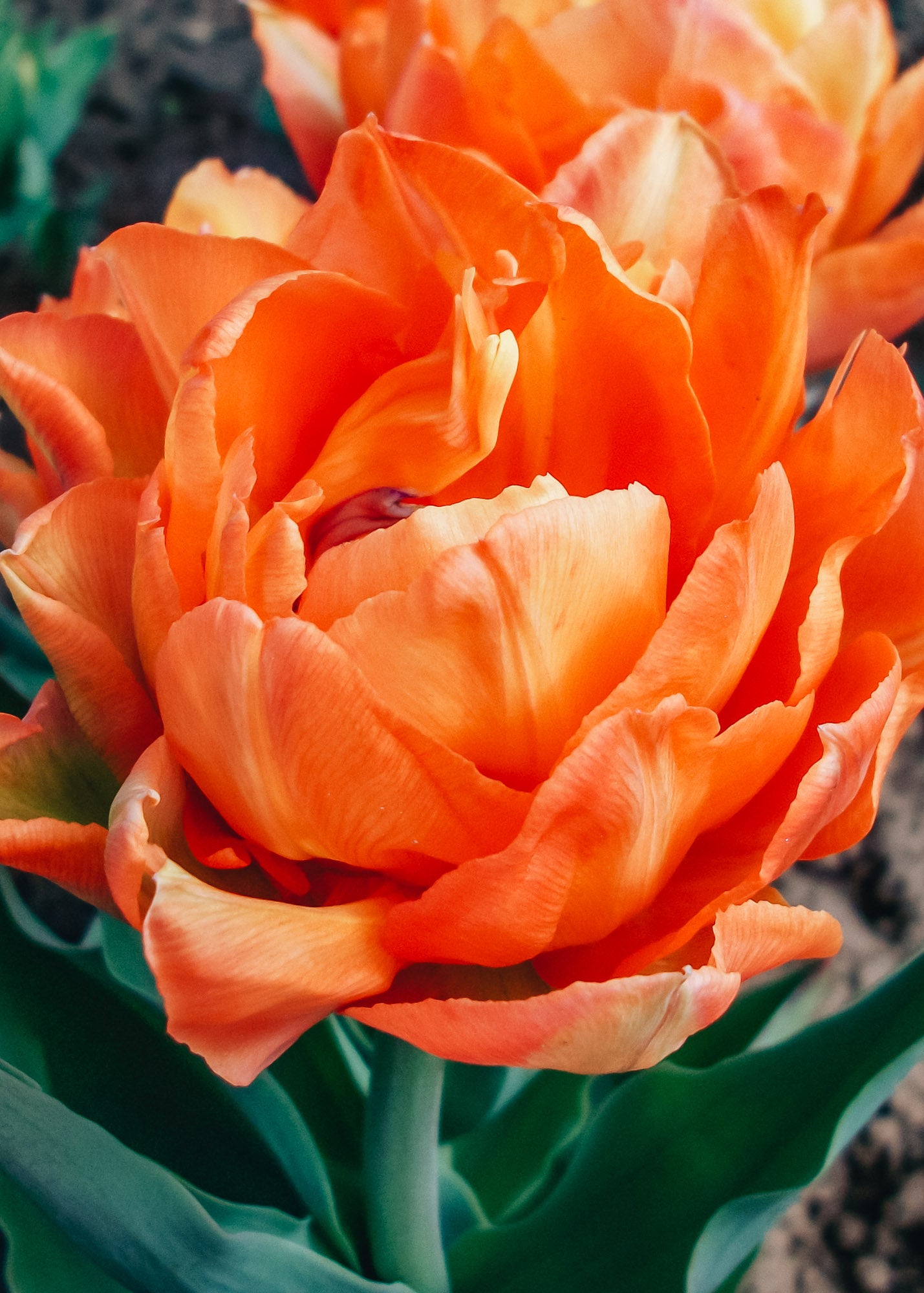 Tulipa Orca Bulbs