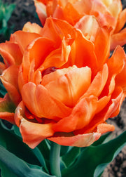 Tulipa Orca Bulbs