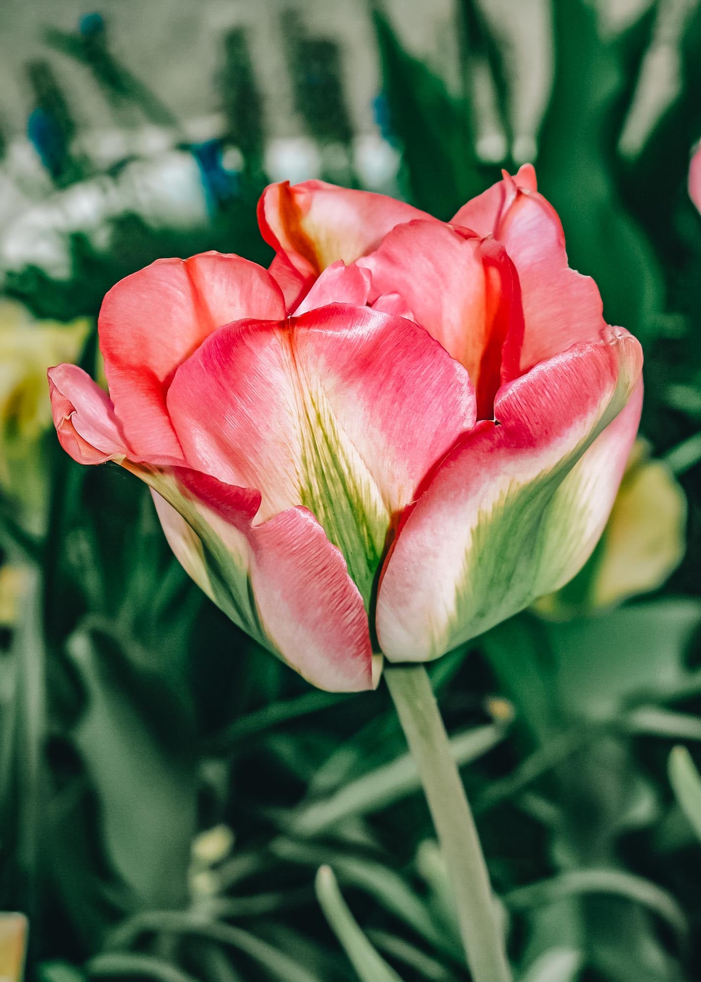 Tulipa Greenland Bulbs