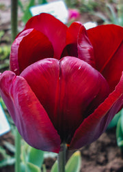 Tulipa Jan Reus Bulbs