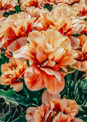Taylors Bulbs Tulipa La Belle Epoque Bulbs
