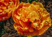 Taylors Bulbs Tulipa Sunlover Bulbs