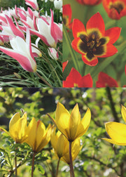 Taylors Bulbs Tulips to Naturalise Bulb Blend