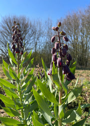 Taylors Bulbs Fritillaria 'Persica Twin Towers Tribute' Bulbs, pack of one