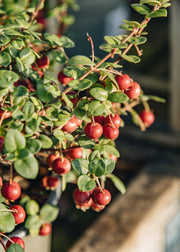 Ugni Ugni Molinae Pretty Berry, 2/3L