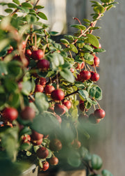 Clematis Ugni Molinae Pretty Berry, 2/3L
