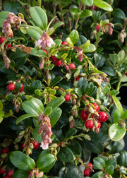 Vaccinium Vaccinium vitis Idaea Fireball Red, 2/3L