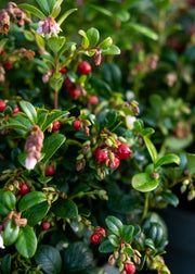 Ugni Vaccinium vitis Idaea Fireball Red, 2/3L