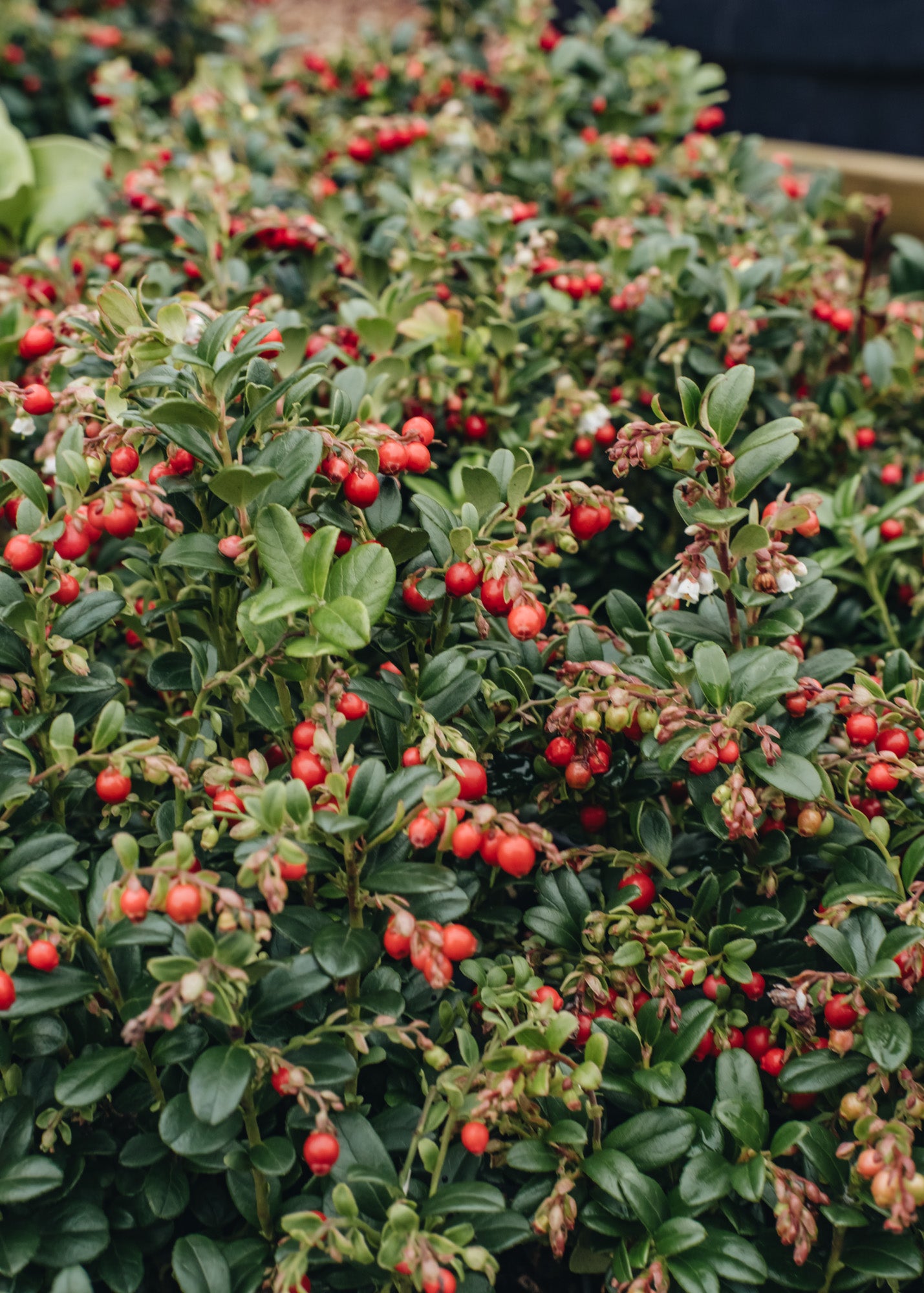 Dryopteris Vaccinium vitis idaea Red Candy, 2L
