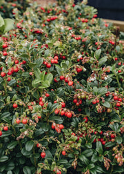 Dryopteris Vaccinium vitis idaea Red Candy, 2L