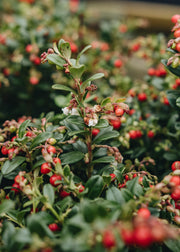 Vaccinium Vaccinium vitis idaea Red Candy, 2L