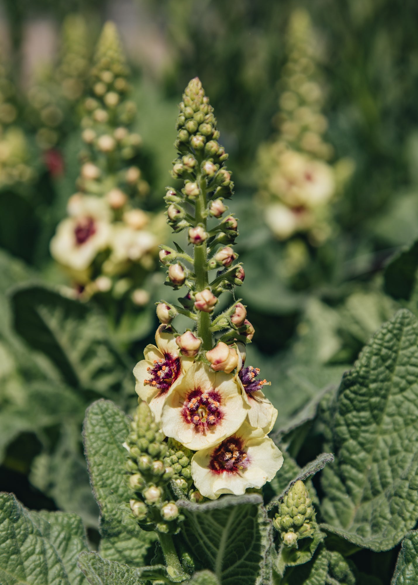 Altico Verbascum Dark Eyes, 2/3L