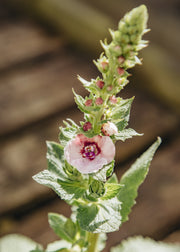 Verbascum Verbascum ‘Merlin’, 2L