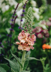 Verbascum ‘Pink Petticoats’, 3L