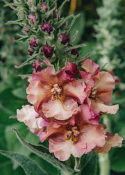 Verbascum Verbascum ‘Pink Petticoats’, 3L