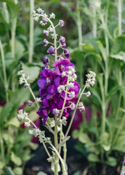 Echinacea Verbascum Royalty