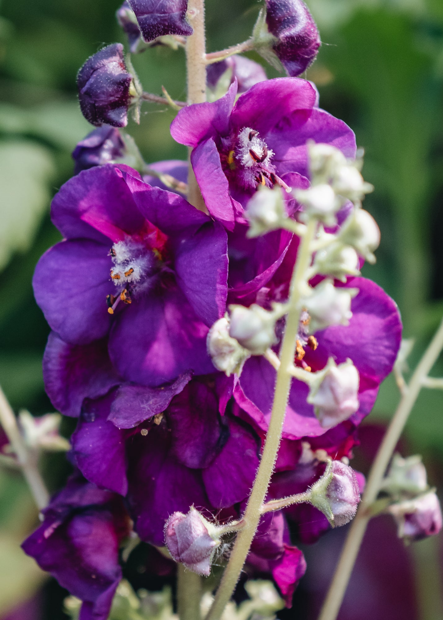 Verbascum Verbascum Royalty
