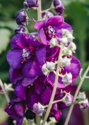 Verbascum Verbascum Royalty