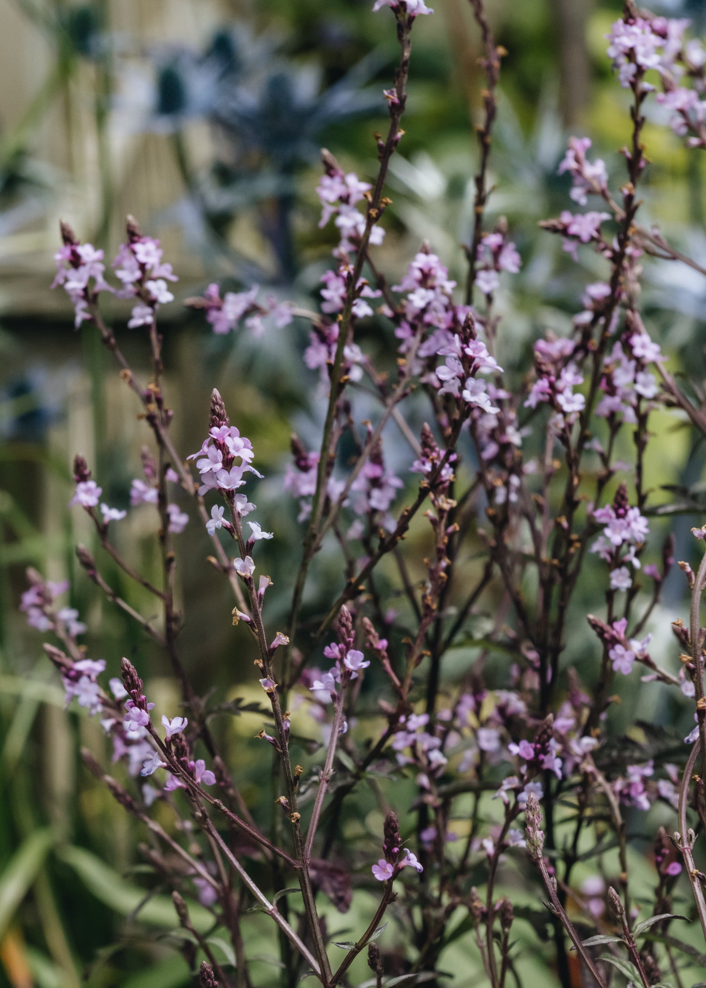 Verbena grandiflora Bampton, 2/3L