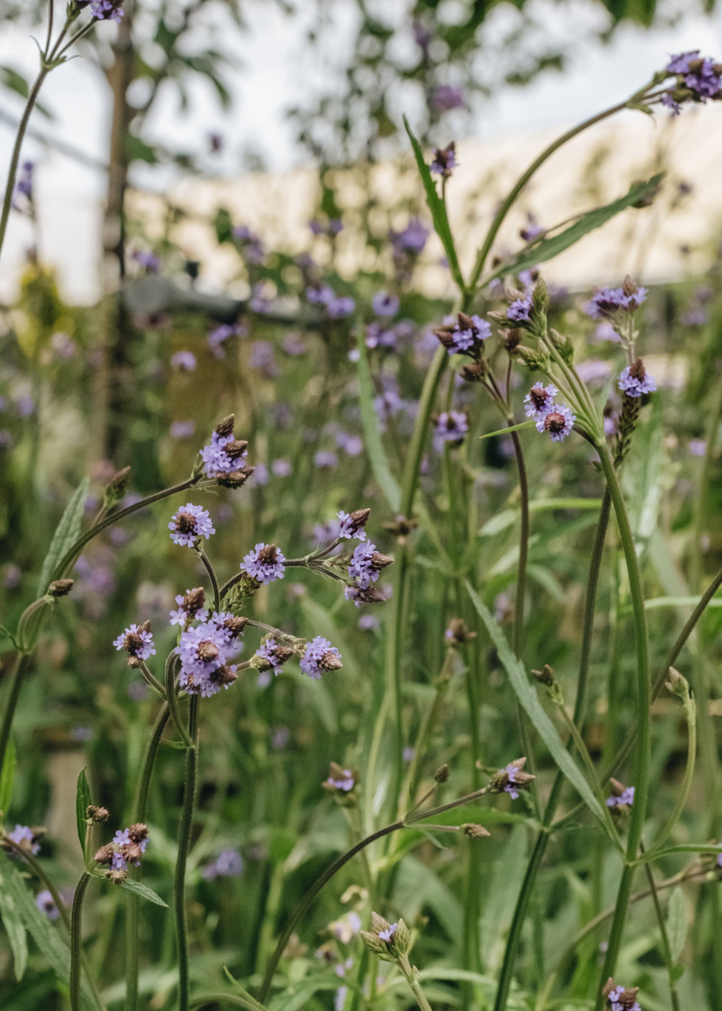Verbena Verbena macdougalii Lavender Spires, 2/3L