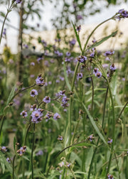 Verbena Verbena macdougalii Lavender Spires, 2/3L