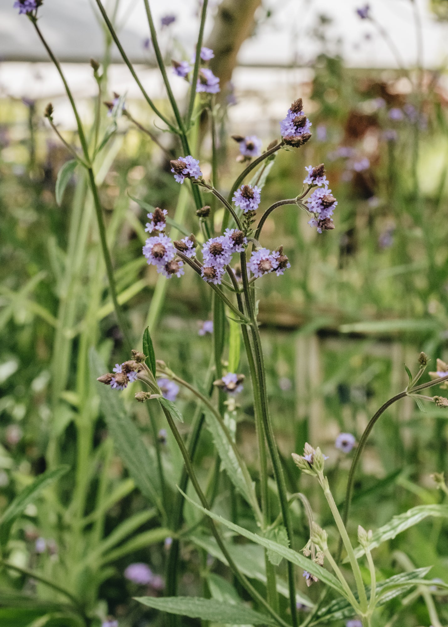 Verbena Verbena macdougalii Lavender Spires, 2/3L