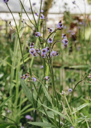 Verbena Verbena macdougalii Lavender Spires, 2/3L