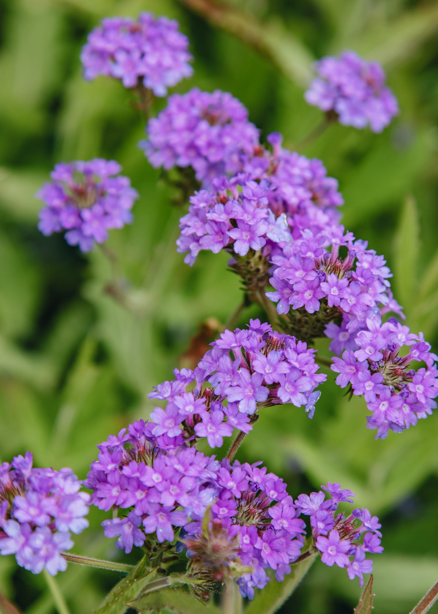 Salvia Verbena Rigida Santos, 2/3L