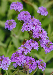 Salvia Verbena Rigida Santos, 2/3L