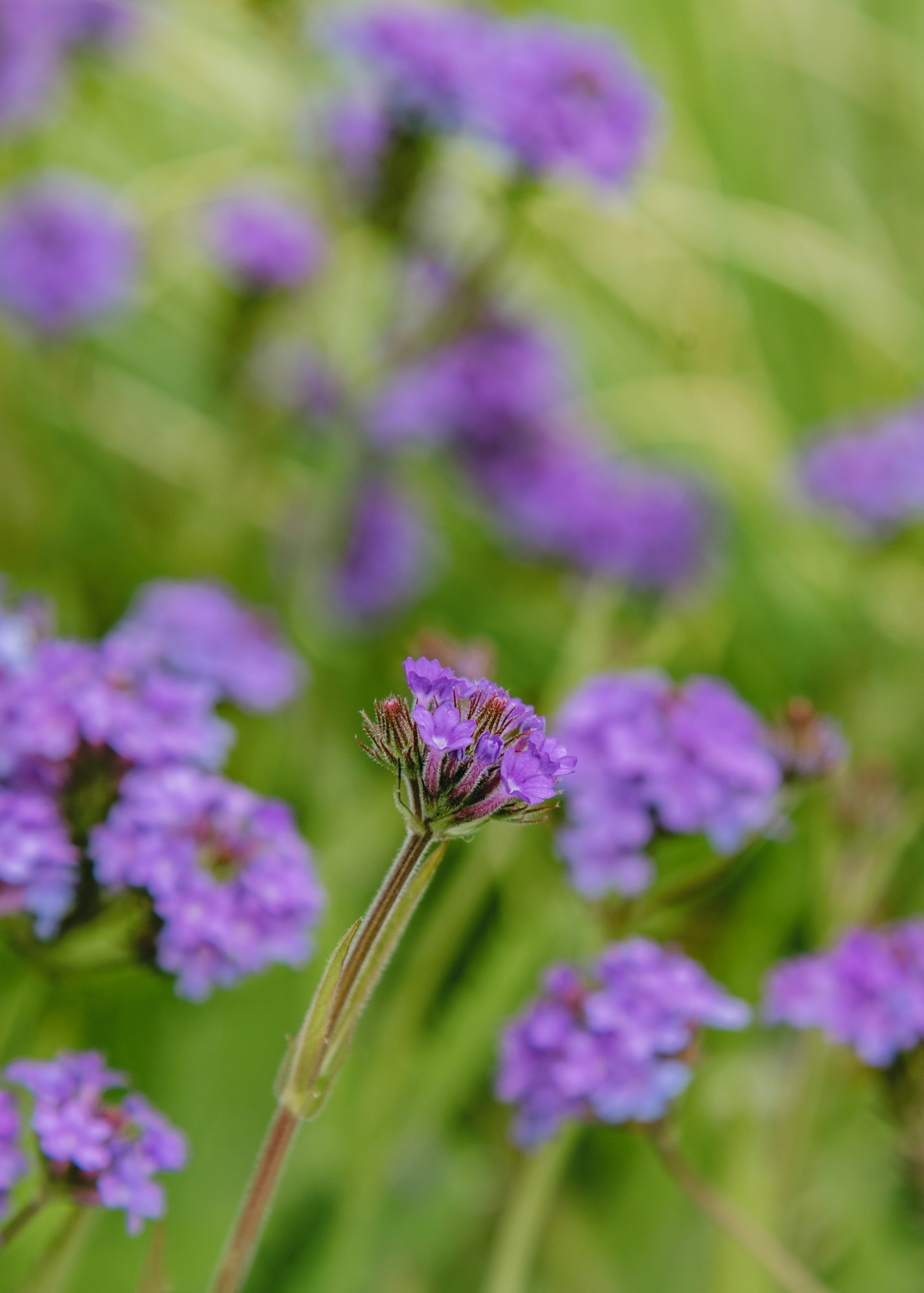 Verbena Verbena Rigida Santos, 2/3L