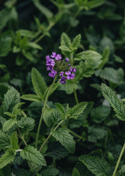 Verbena Seabrooks Lavender