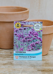 Seeds of Italy Verbena bonariensis Seeds