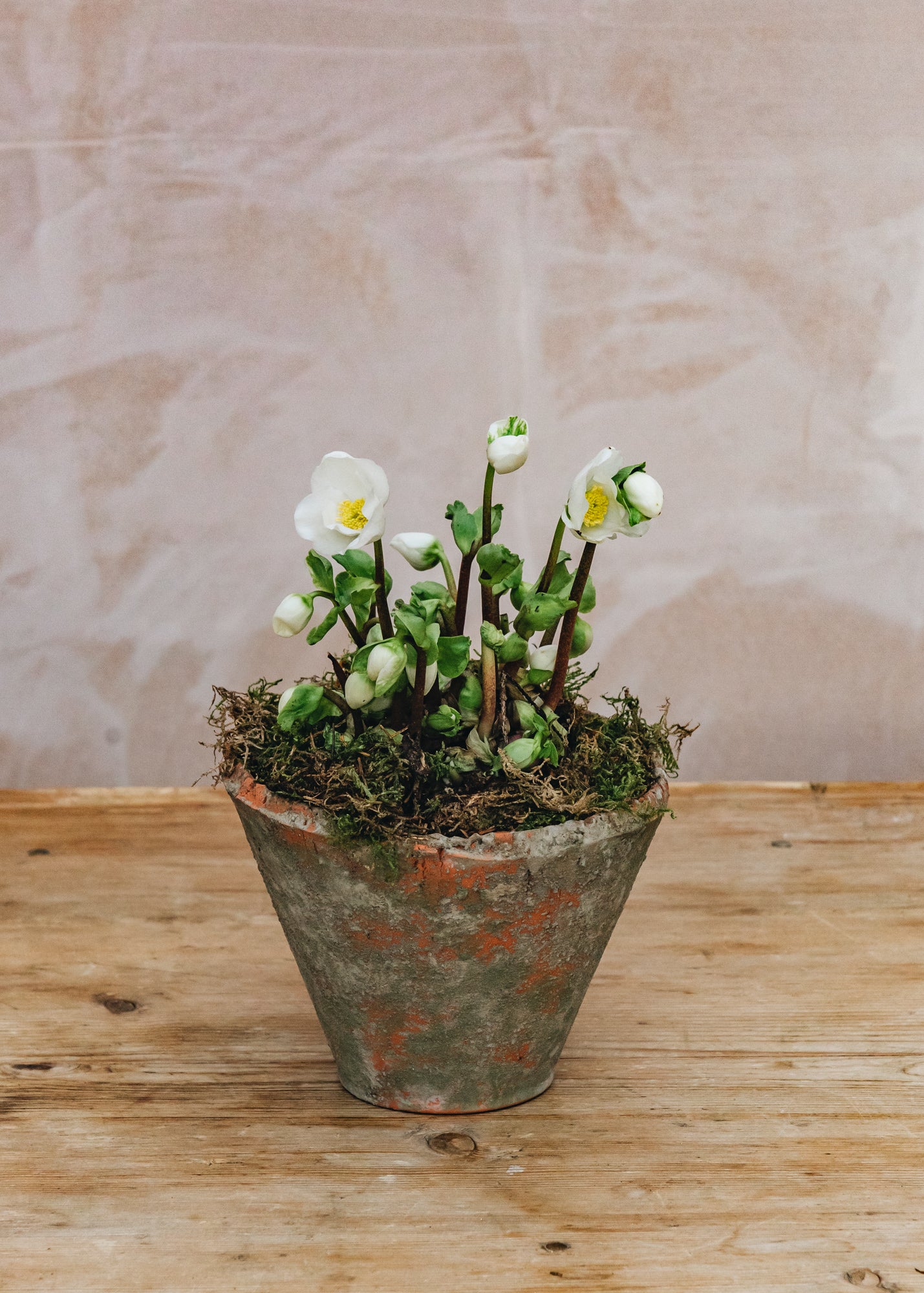 Indoor Potted Hellebore Verboom Beauty