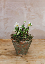 Indoor Potted Hellebore Verboom Beauty
