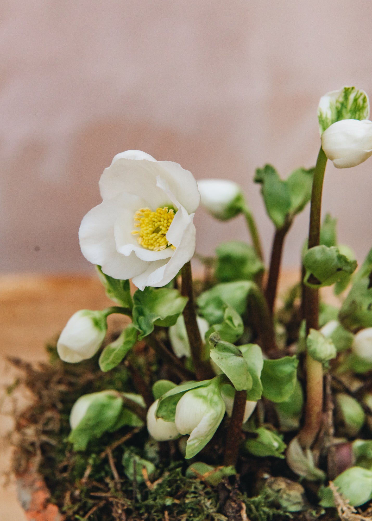 Indoor Potted Hellebore Verboom Beauty