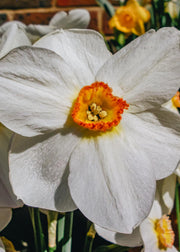 Narcissus Verger Bulbs