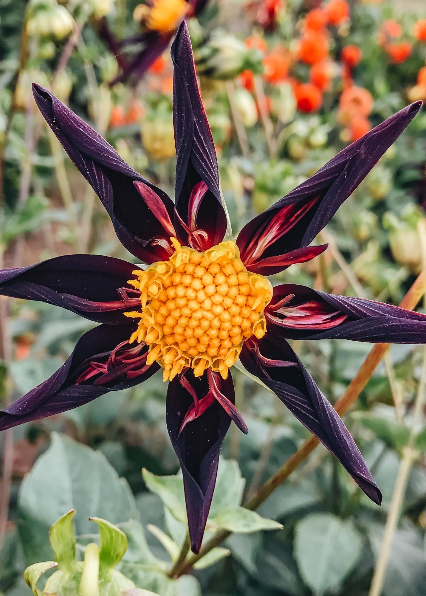 Taylors Bulbs Dahlia 'Verrone's Obsidian' Tubers