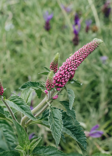 Veronica First Love 2/3L  Burford Garden Co.