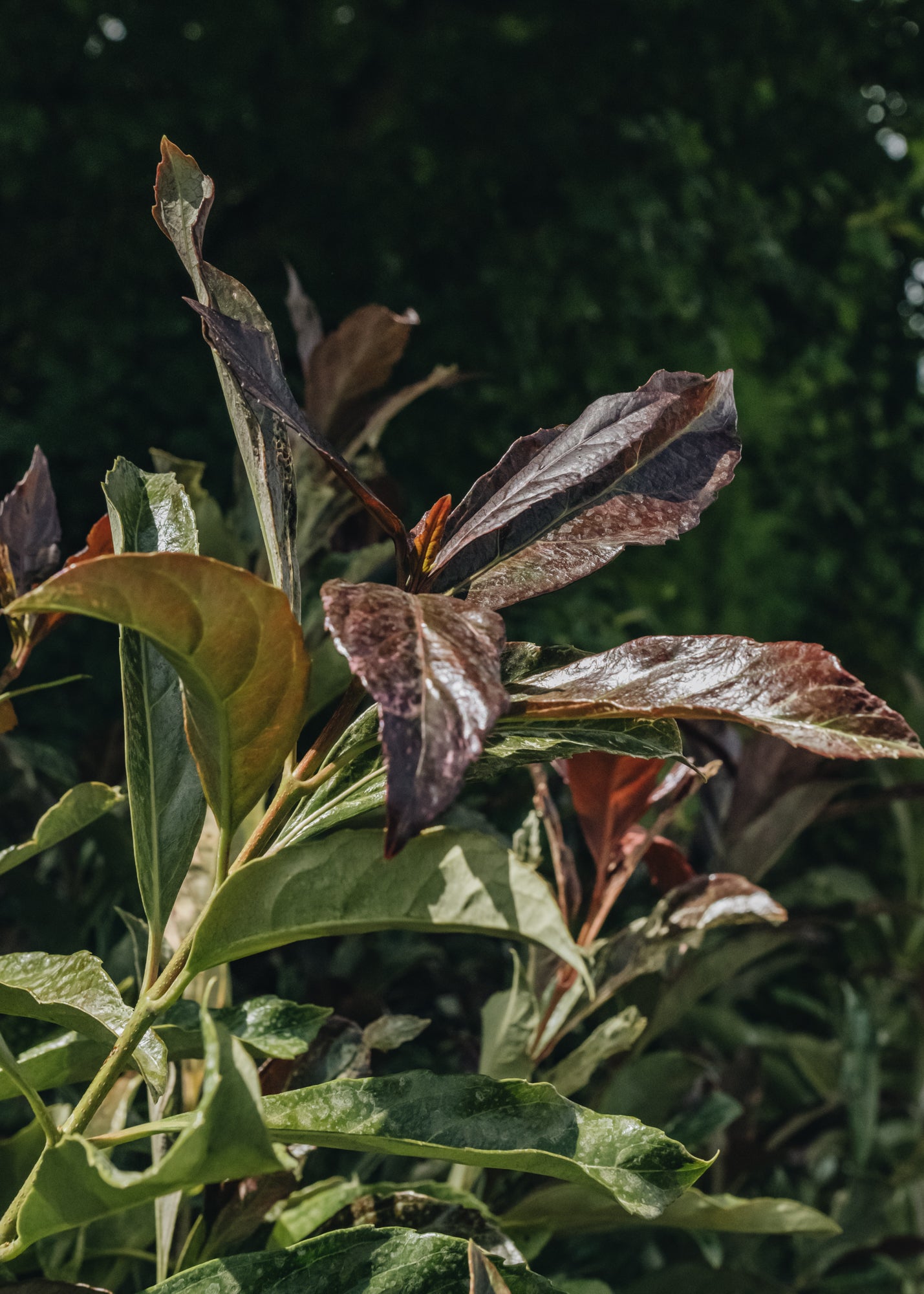 Viburnum Coppertop 7.5L