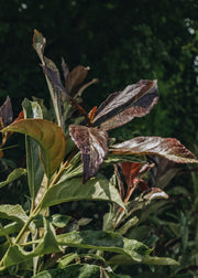 Viburnum Coppertop 7.5L
