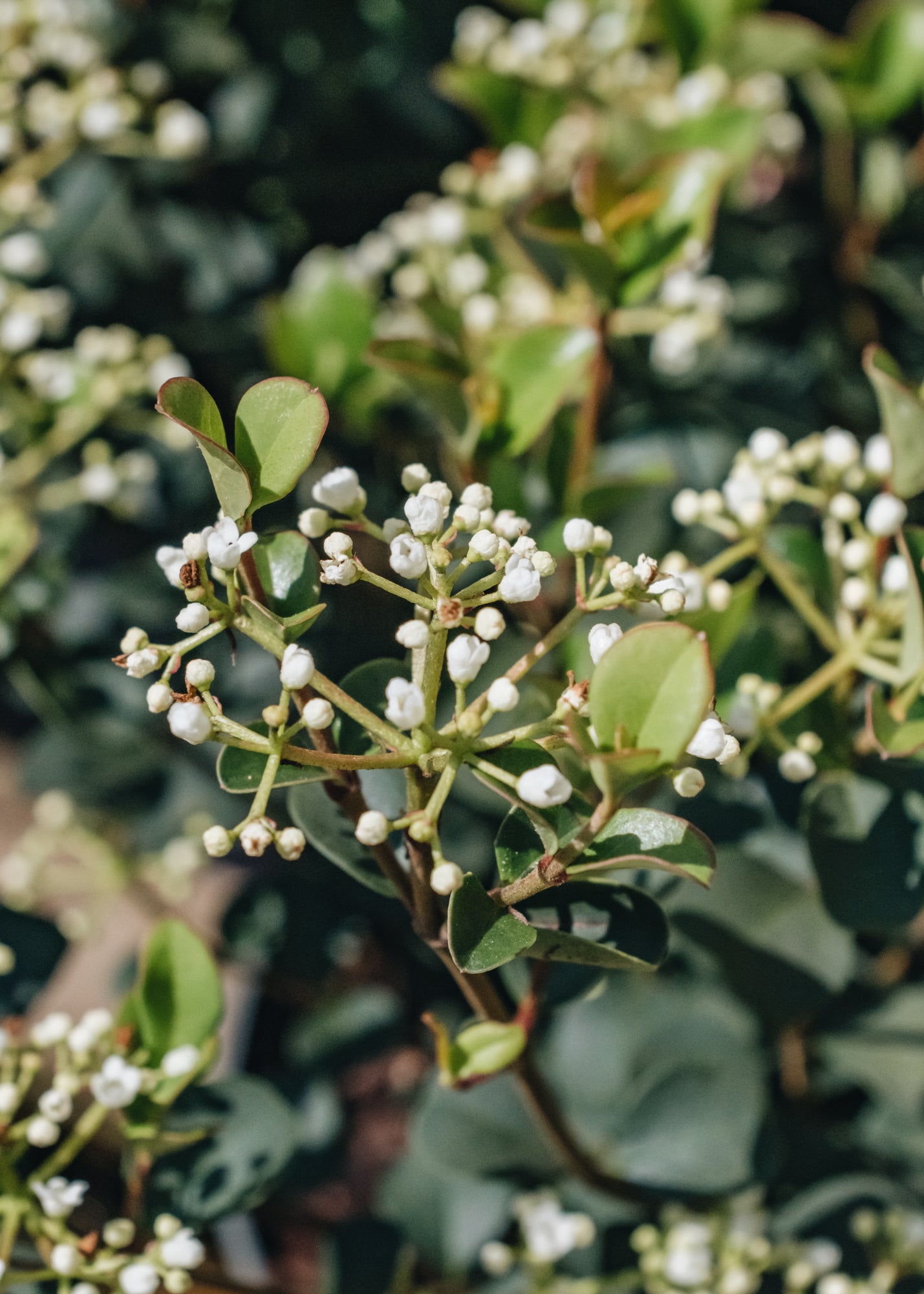 Chaenomeles Viburnum Fairy Stars